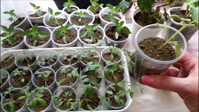 Какие сорта томатов не взошли. Чудит томат. 🤔🤣#расса? смотреть онлайн