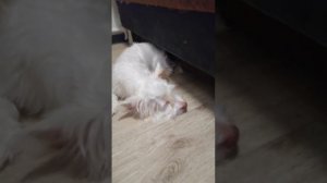 Белла что ты любишь кушать