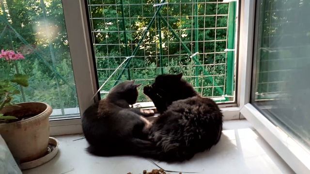 Мишка с Тишкой.