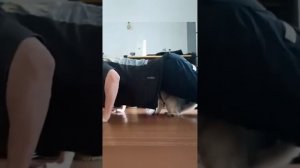 x5o6g3lc93U - Cat. Take a look at some of the most confusing cat behavior patterns. #shorts  #pets #