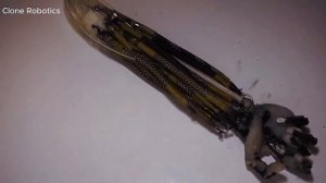 Clone Alpha от Clone Robotics | Человекоподобный робот с мышцами