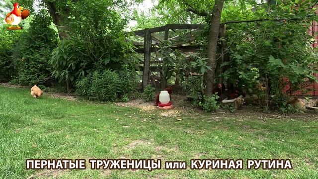 Куры несушки свободного выгула и их обычная куриная рутина – эпизод (438)