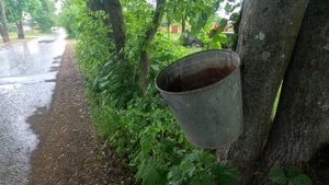 Бак на дереве #2