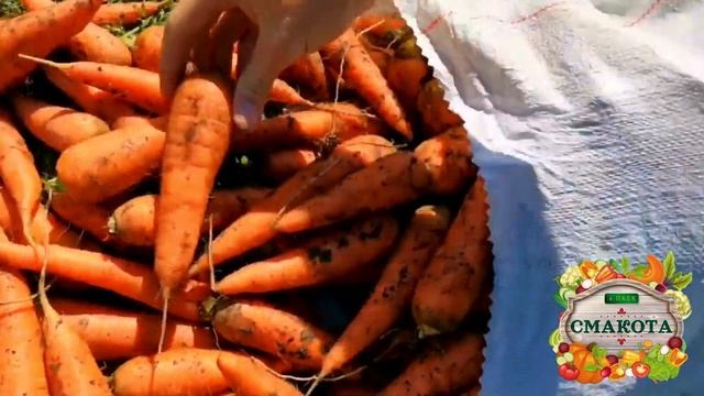 МОРКВА. СОРТ КУРАСАВА. УРОЖАЙ 2024 смотреть онлайн