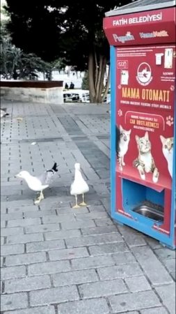 Гуси или коты