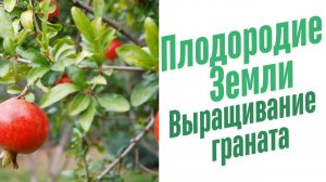 Выращивание граната.
