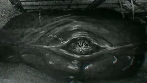 ЖИВОЕ МЯСКО ХОЧЕТ ТЕБЯ (обзор Vita Carnis)