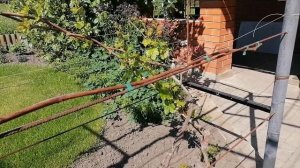 Как оправить виноград от повторных заморозков? Спасаем виноград!