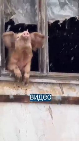 Свинья спасла себя от мясника