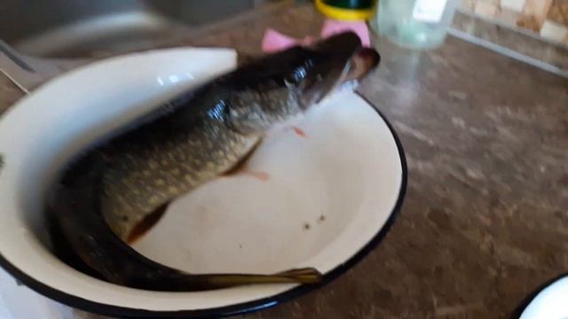 Рыба в тазике. смотреть онлайн