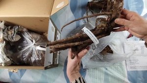 Посылка с пионами: ожидания vs реальность (спойлер: ОЖИ?