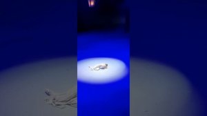 Балет«Петербургские сумерки»  22.07.2024г. в БТ