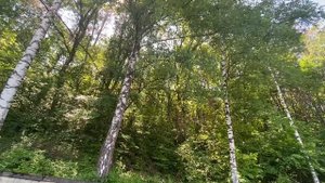 Вдохновение в каждом кадре: природа как источник творческой силы