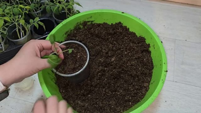 1 ЛОЖКА и РАССАДА толстеет на глазах из слабой в мощную смотреть онлайн