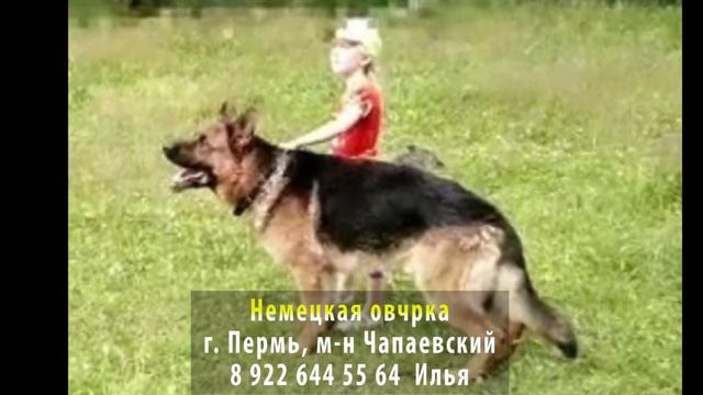 ДОМА! Немецкая овчарка. г. Пермь, микрорайон Чапаевски?