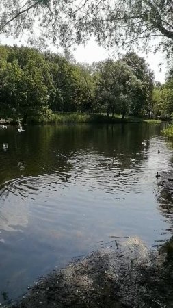 Утки-индоутки