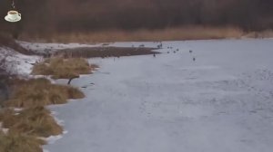 из архива  ОЗЕРО У ДОМА