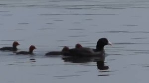 Наловили ведро рыбы. Проверил донную снасть - самоподсекайку. Рыбалка на пружины в июне