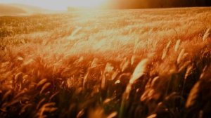 Лариса Рубальская. Осеннее прощание