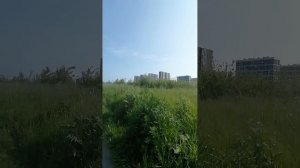 Мчу на прогулку и вас взяла