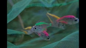 СТЕКЛЯННЫЙ ОКУНЬ 🐠 ПРОЗРАЧНАЯ РЫБКА 🐠🤯: содержание