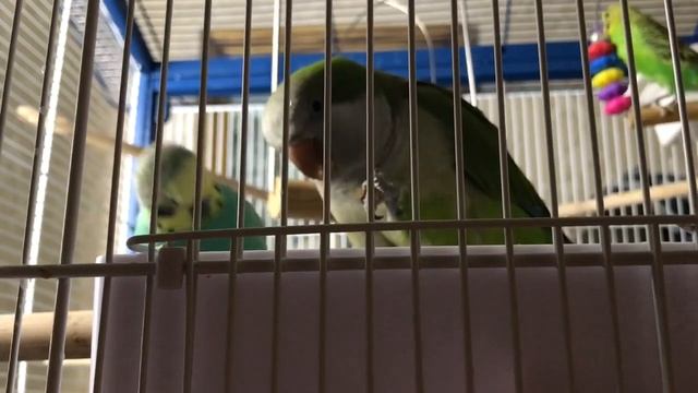 Квакер ест морковку смотреть онлайн