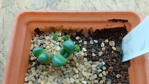 Сеянцы Алоинопсис #суккуленты #Aloinopsis