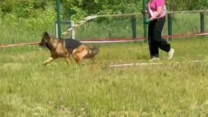 1 Отл. ЛЕЯ ОРГАНА +++ №19 / КЧК ПЕНЗА 31 мая`25 О.Тимофеева Моно немецких овчарок