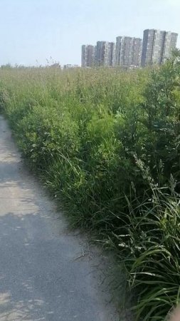 Природа и все заросшее на улице у пляжа