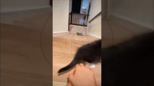xTJyg0NQGVs - This is strange behavior of cats #shorts #funny #cat #pets #animals #cute #funnycats