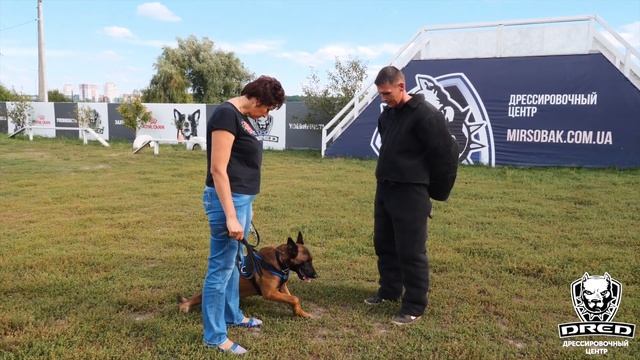 Отзыв/Отчет о дрессировке | Бельгийская овчарка малин? смотреть онлайн