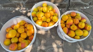 Абрикосы. Собираем урожай.