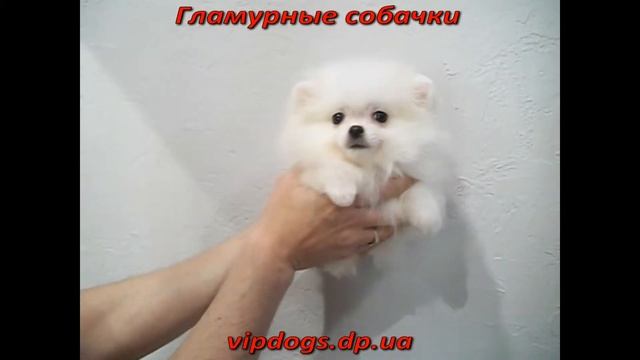 Щенок померанского шпица. Гламурные собачки- Девочка ?