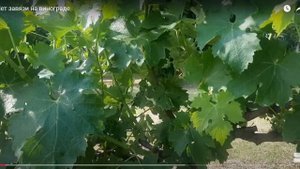 Почему нет завязи  на взрослом кусту винограда. Попытк