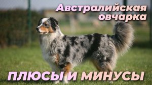 аусси. плюсы и минусы