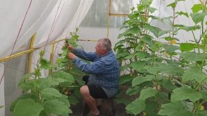 117. Лучшая формировка огурцов. Долгожданный гость.