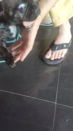 собака бульдог