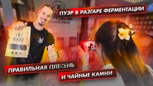 Экскурсия по фабрике шу пуэра: ферментация, благородная плесень, технология чайных камней