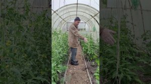 РАБОТАЕМ В ТЕПЛИЦЕ, пока ураган не даёт зайти в огород....
