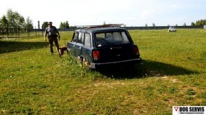 Бельгийская овчарка по кличке Дора. Тренировка на тра?