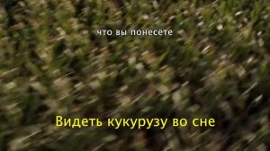 Видеть кукурузу во сне - Ихья Толкование Снов