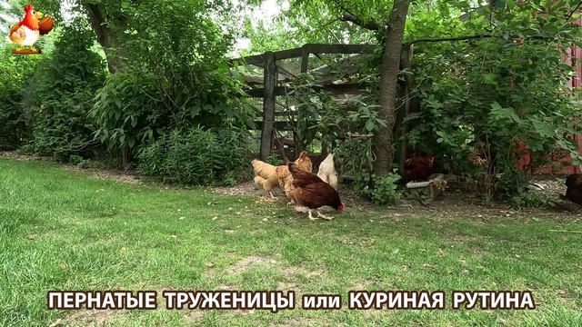Куры несушки свободного выгула и их обычная куриная рутина – эпизод (435)