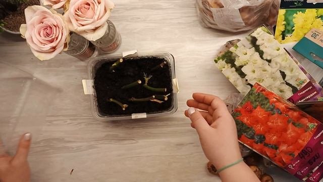 Укоренение роз из букета (промежуточный 1 этап)
