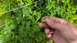 Мой горох. Обзор сортов гороха которые я вырастил в 2024