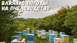 Дождь и пасека: влияние погоды на пчеловодство!