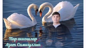 Пар аккошлар - Азат Самигуллин