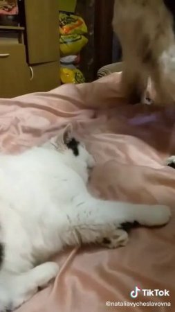 Как кошка с собакой... Это про них...)))