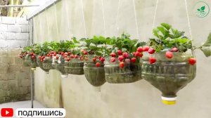 Клубника: Секреты Идеального Урожая и Бомба Витаминов