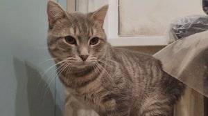 Деревенский кот отдыхает, счастливая и уютная деревенская жизнь