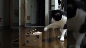 Занять кота игрушкой
